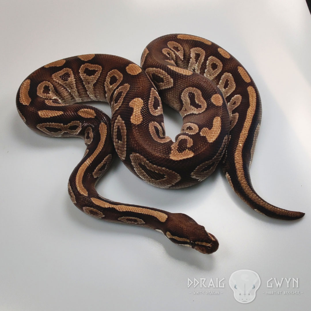 Moe - Mojave Royal Ball Python - Male