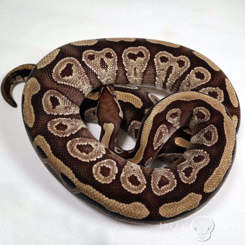 Mo - Mojave Royal Ball Python - Female