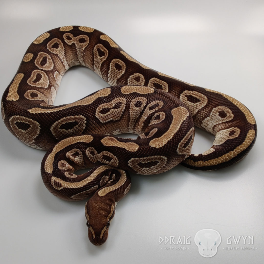 Mona - Mojave Royal Ball Python - Female