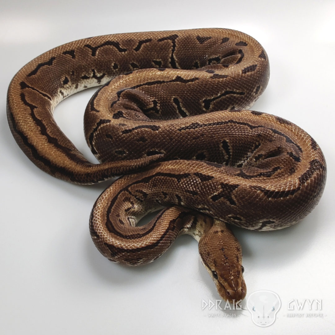 Leopard Pinstripe Royal Ball Python - Female