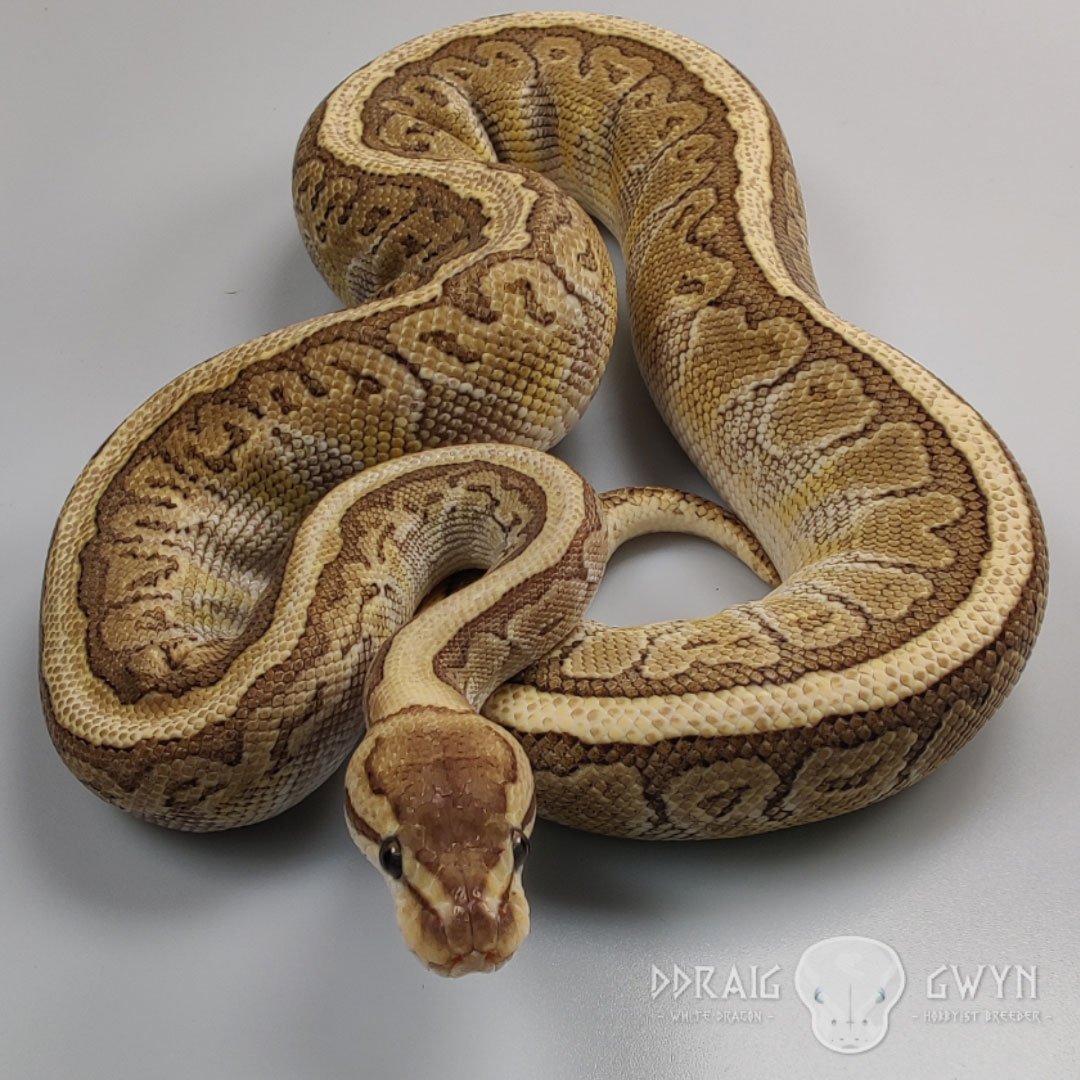 Butter Pinestripe Het Clown Royal Ball Python - Female