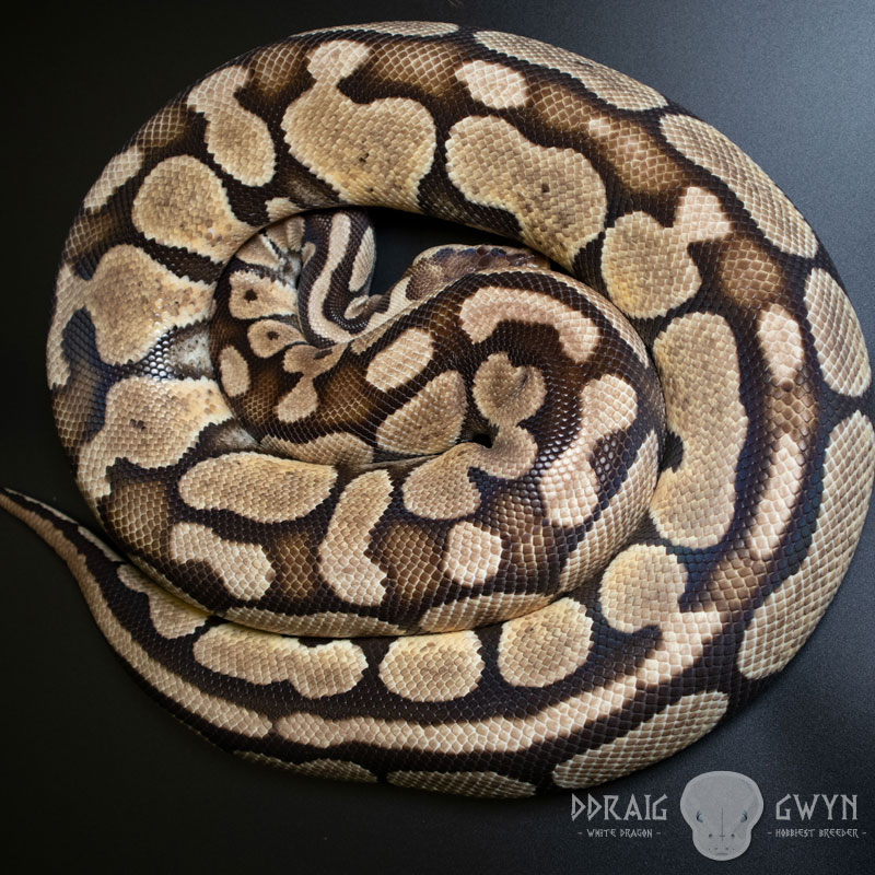 Pastel Yellow Belly Royal Ball Python - Female