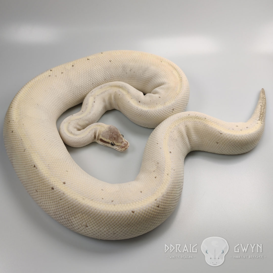 Opal Diamond - Female