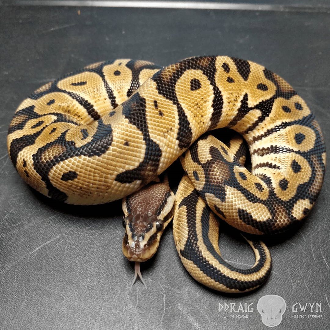 Lemon Pastel Het Ultramel - Male