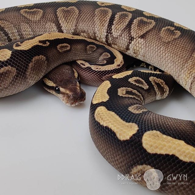 GHI Phantom het Clown - Female