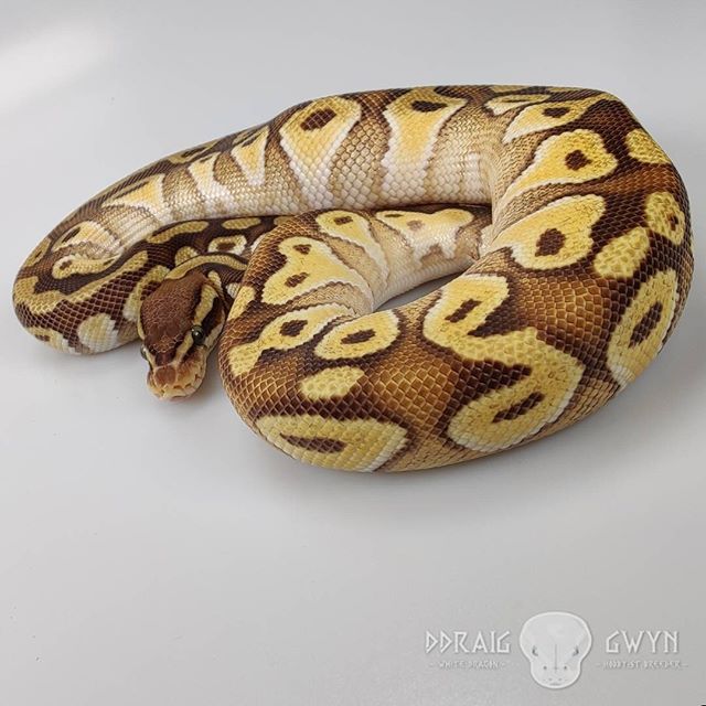 Pastel Mochi - Male