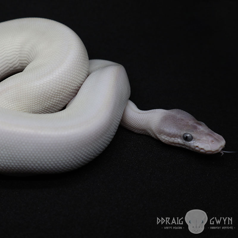 Super Mojave