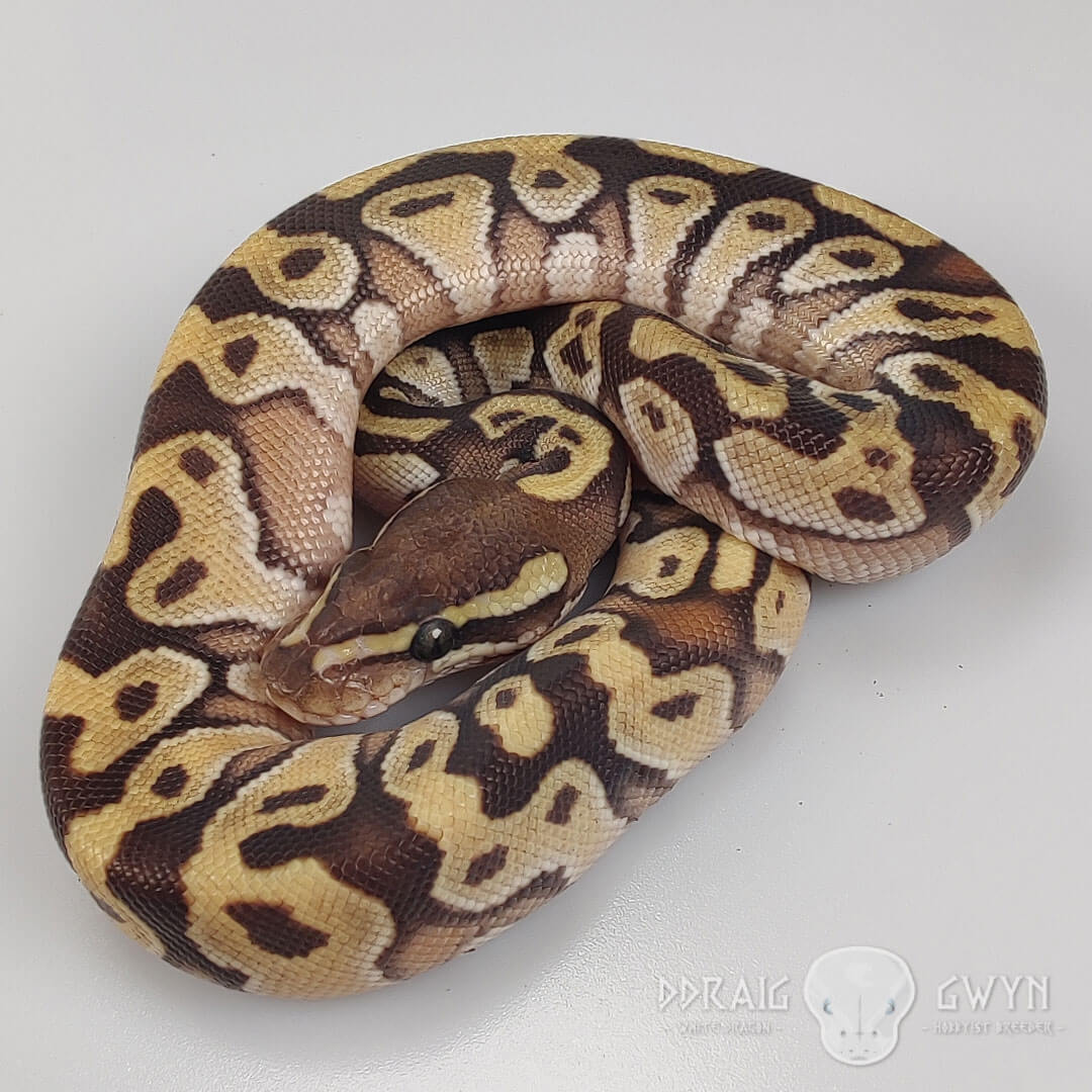 Enchi Mojave