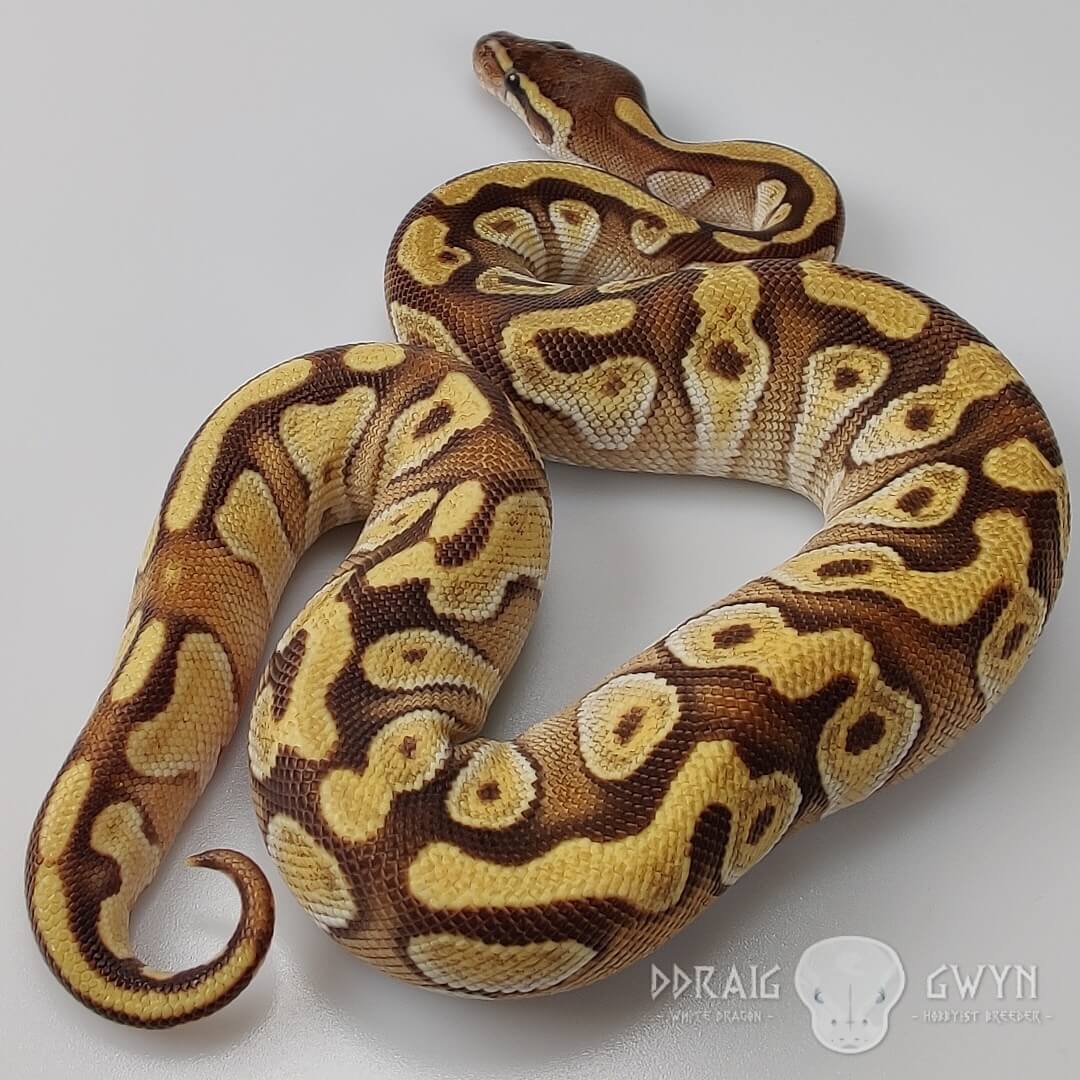 Enchi Mojave