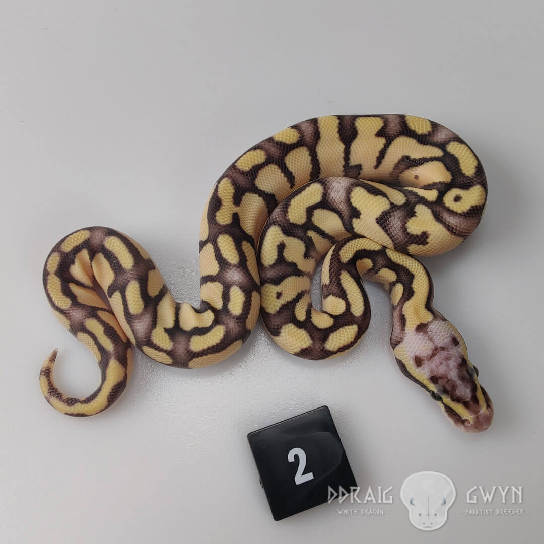 Enchi Super Pastel